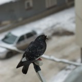 Pigeon on a satellite dish