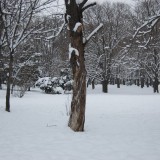 More snowy trees