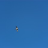 Swallow in the sky