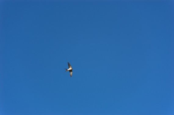 Swallow in the sky