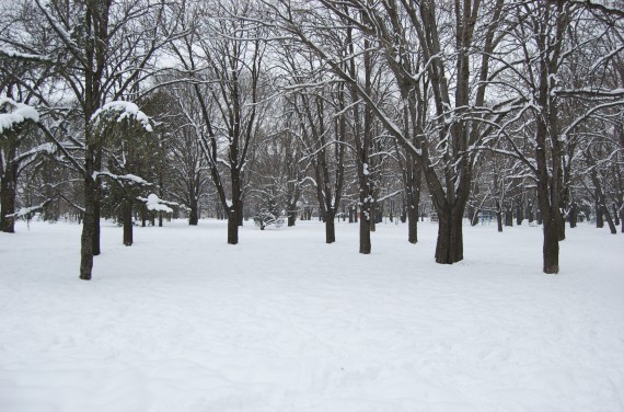 Enchanted park covered in snow