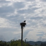 Storks' nest