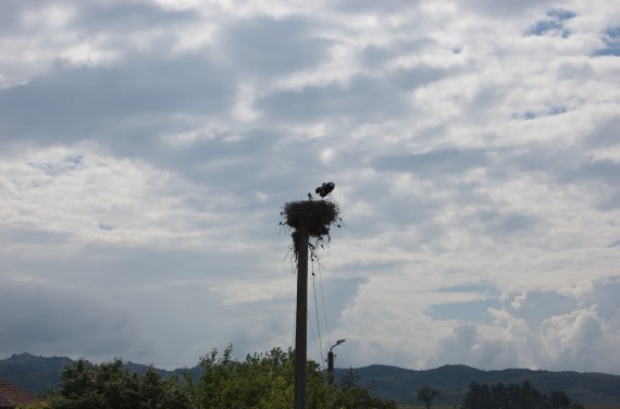 Storks' nest