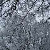 Snowed in branches