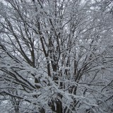 Snowed in branches